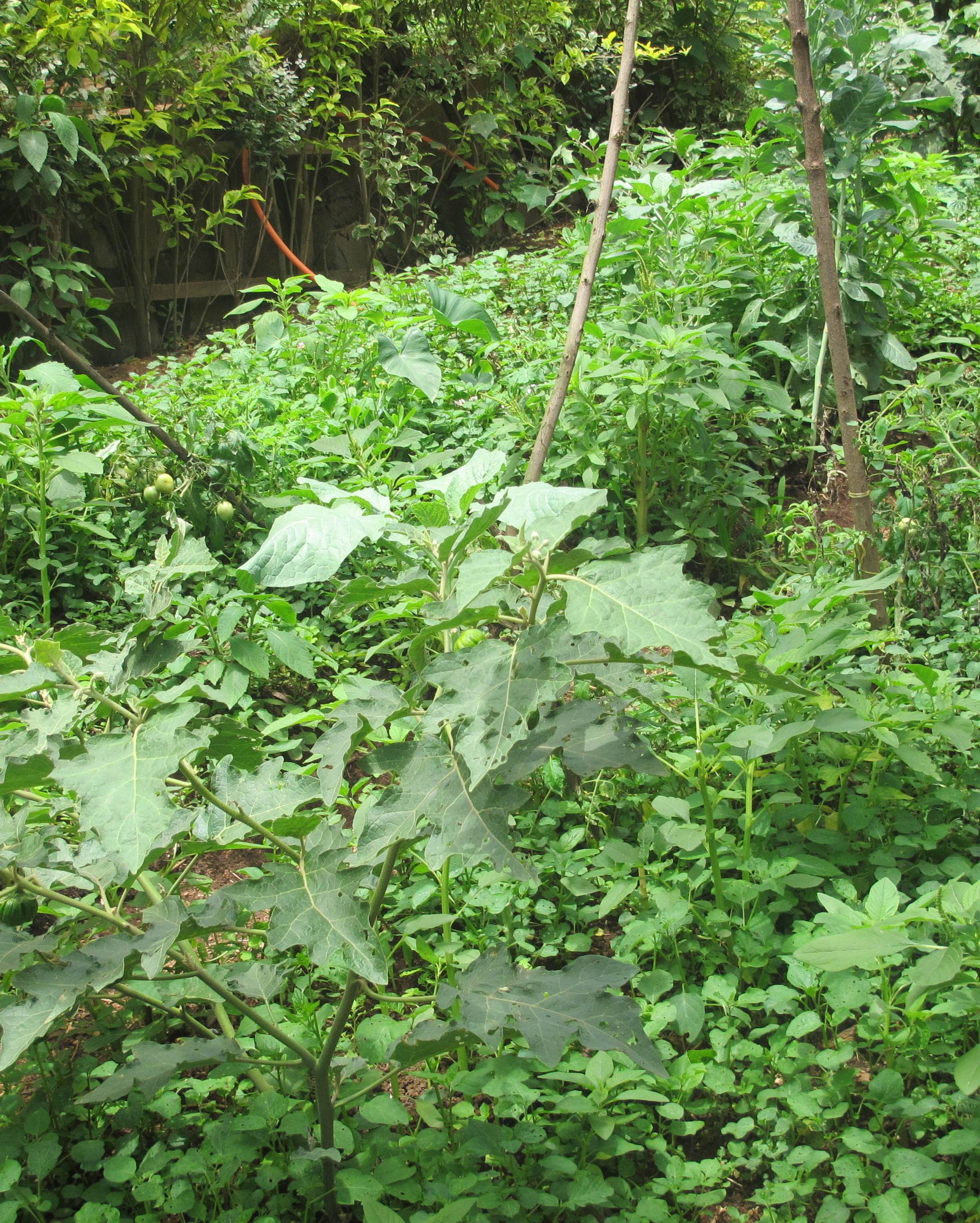 Sustainable Food Systems