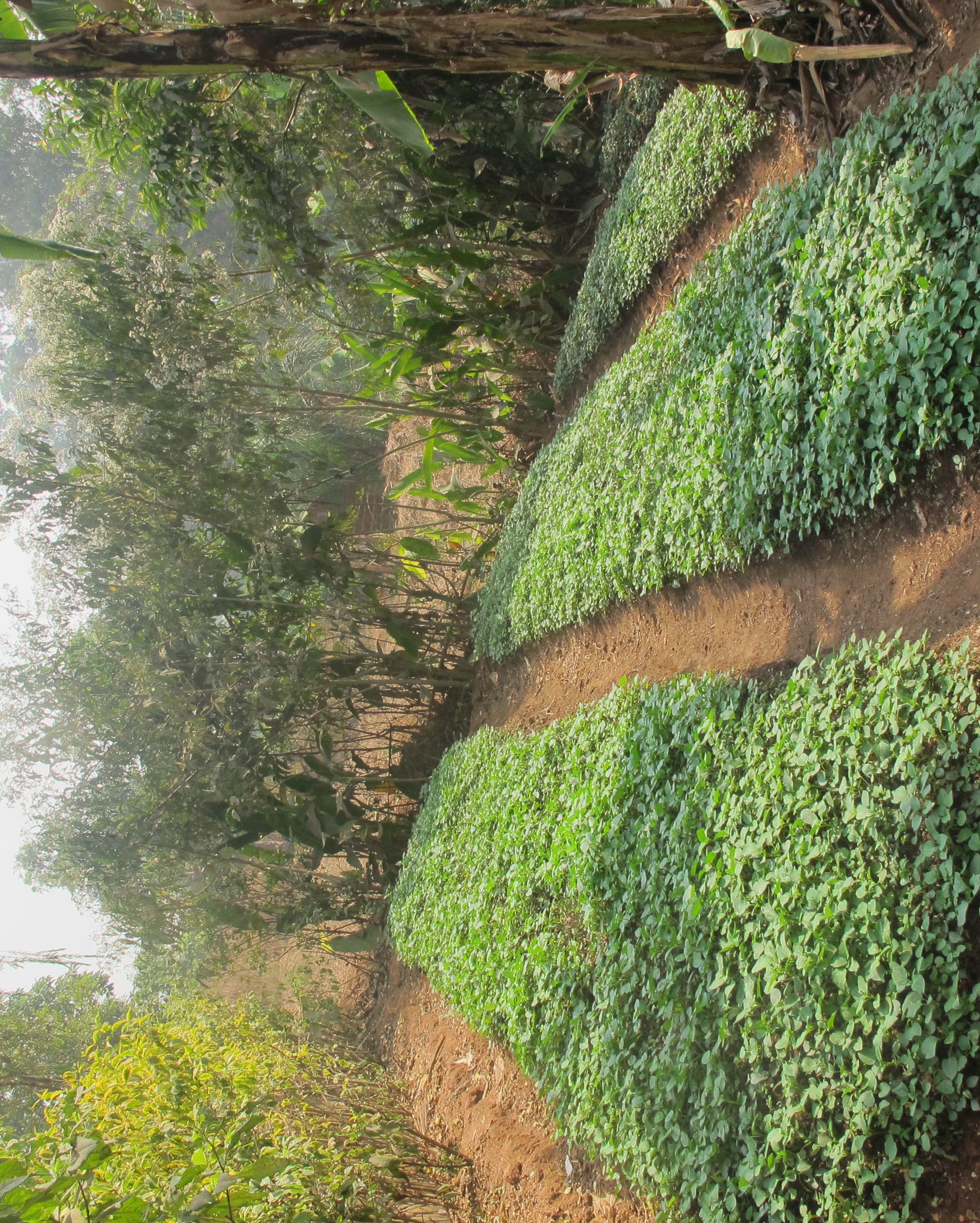 Regenerative Agriculture